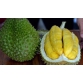 Sầu riêng Musang king