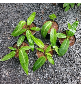  CÂY ANTHURIUM QUEEN – ‘NỮ HOÀNG’ CỦA CÁC LOÀI HỒNG MÔN