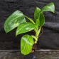 Philodendron White Wizard – Phù thuỷ trắng