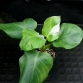 Philodendron White Wizard – Phù thuỷ trắng