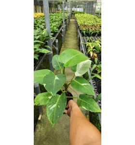 Philodendron White Wizard – Phù thuỷ trắng