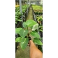 Philodendron White Wizard – Phù thuỷ trắng