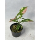 Syngonium red spot three color