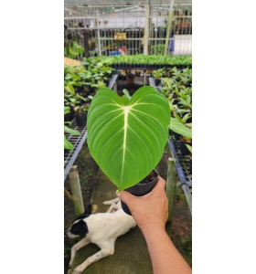 Philodendron Gloriosum