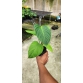 Philodendron fuzzy