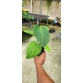 Philodendron fuzzy