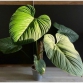 Philodendron fuzzy