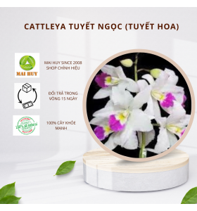 CATTLEYA TUYẾT NGỌC ( TUYẾT HOA ) BÁN THEO HƯỚNG (1 HƯỚNG 3 THÂN)