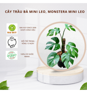 Trầu Bà Mini Leo, Monstera Mini Leo