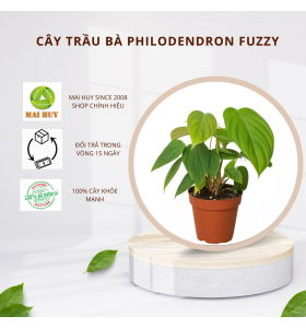 Cây Trầu Bà Philodendron fuzzy