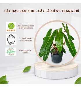 Hạc cam side