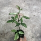 Syngonium Red Spot Tricolor