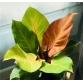 Kiểng lá Philodendron Sunlight - Đế Vương Cam