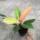 Kiểng lá Philodendron Sunlight - Đế Vương Cam