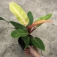 Kiểng lá Philodendron Sunlight - Đế Vương Cam