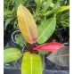 Kiểng lá Philodendron Sunlight - Đế Vương Cam