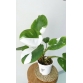 Trầu bà philodendron white princess- công chúa trắng