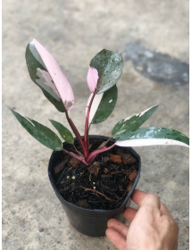 Philodendron pink princess HỒNG CÔNG CHÚA  Trầu bà Son môi 