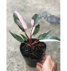 Philodendron pink princess HỒNG CÔNG CHÚA  Trầu bà Son môi 