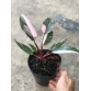 Philodendron pink princess HỒNG CÔNG CHÚA  Trầu bà Son môi 