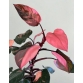 Philodendron pink princess HỒNG CÔNG CHÚA  Trầu bà Son môi 