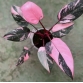 Philodendron pink princess HỒNG CÔNG CHÚA  Trầu bà Son môi 