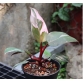 Philodendron pink princess HỒNG CÔNG CHÚA  Trầu bà Son môi 