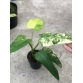 Philodendron Domesticum Var