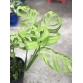 Monstera Esqueleto