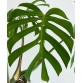 Monstera Esqueleto