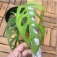 Monstera Esqueleto