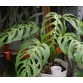 Monstera Esqueleto