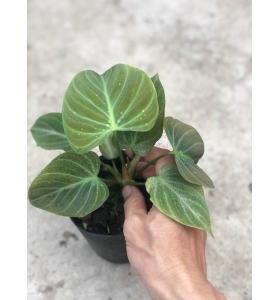 Philodendron El Choco Red