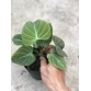 Philodendron El Choco Red