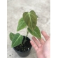 Philodendron El Choco Red