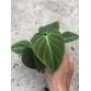 Philodendron El Choco Red