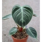 Philodendron El Choco Red