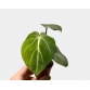 Philodendron El Choco Red