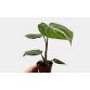 Philodendron El Choco Red