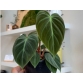 Philodendron El Choco Red