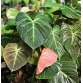 Philodendron El Choco Red