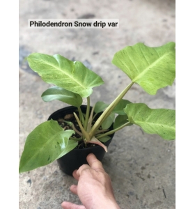 Philodendron 'snowdrift' Var Trầu Bà Tuyết Xanh