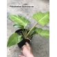 Philodendron 'snowdrift' Var Trầu Bà Tuyết Xanh