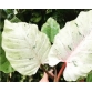 Philodendron 'snowdrift' Var Trầu Bà Tuyết Xanh