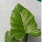 Philodendron 'snowdrift' Var Trầu Bà Tuyết Xanh