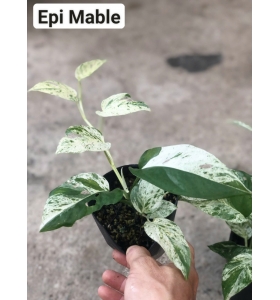 Epipremum Pinnatum var marble - Trầu bà Pinnatum var marble