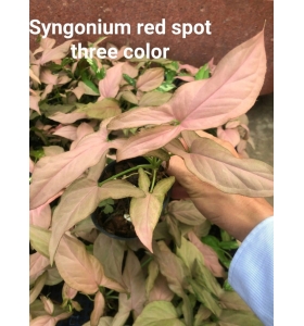 Syngonium Red Spot Tricolor