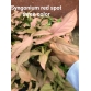 Syngonium Red Spot Tricolor