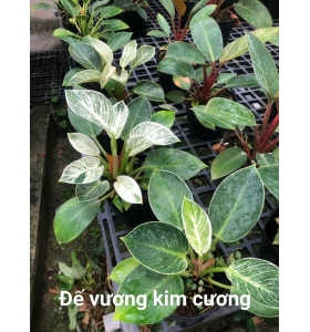 Philodendron Birkin Trầu Bà Đế Vương Kim Cương