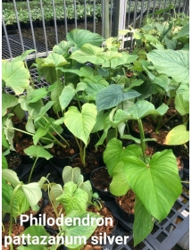 Philodendron pastazanum ‘Silver’